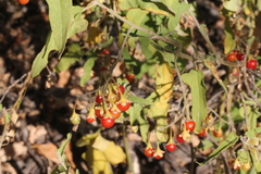 Solanum chenopodinum