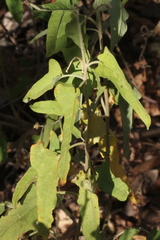 Solanum chenopodinum