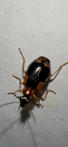 Ringed Harp Ground Beetle photo 5