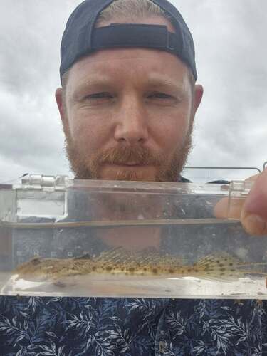 Callionymus filamentosus observed 2025-05-20