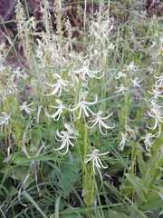 Habenaria macroceratitis