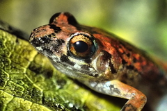 Eleutherodactylus planirostris