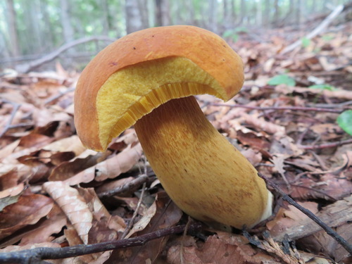 Boletus auripes