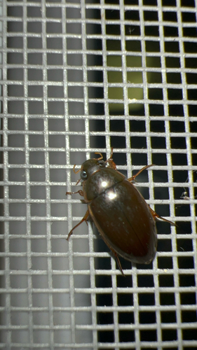 Lateral-lined Water Beetle photo 5