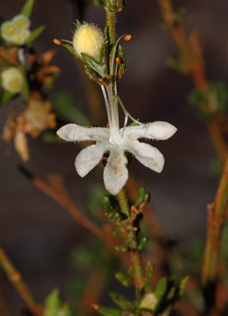 Devil’s Germander