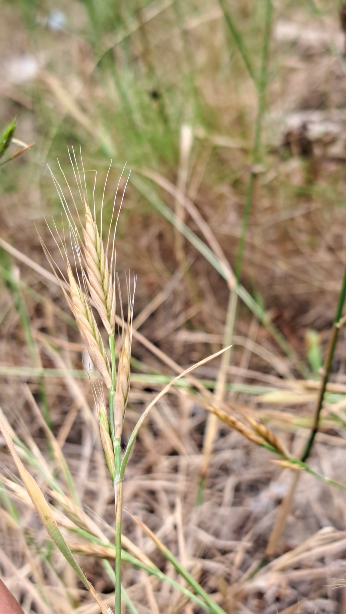 Purple False-Brome (Brachypodium distachyon)
