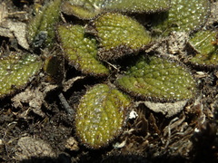 Brachyglottis bellidioides