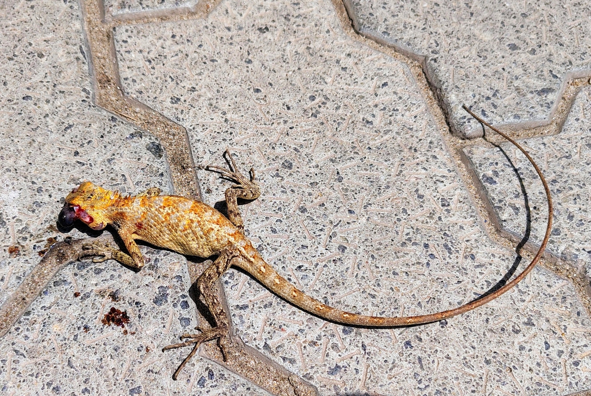 Oriental Garden Lizard