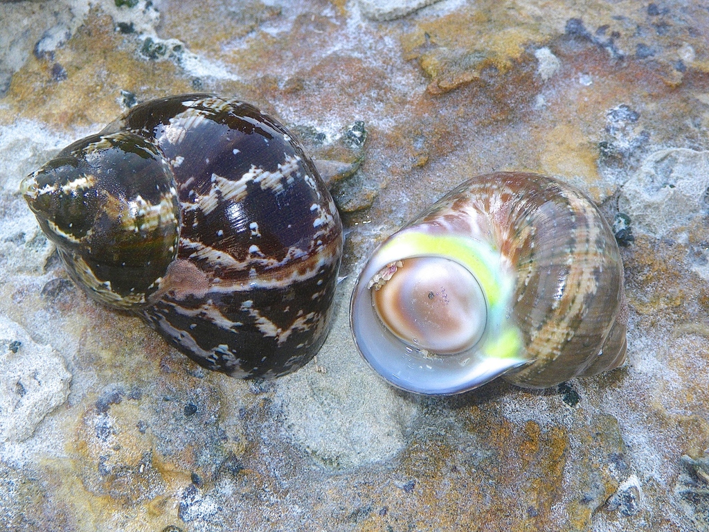 Turbo walteri from Cable Beach WA 6726, Australia on September 15, 2012 ...