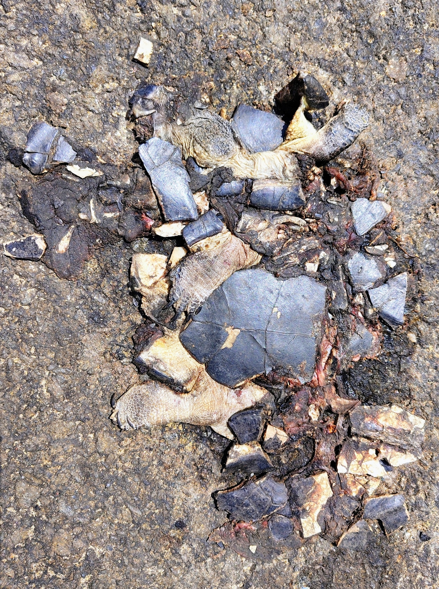 Indian Black Turtle