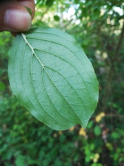 Cornus sanguinea