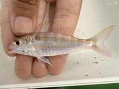 Notchedfin Threadfin Bream photo 2