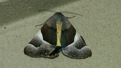 Niceteria macrocosma