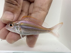 Ornate Threadfin Bream photo 2