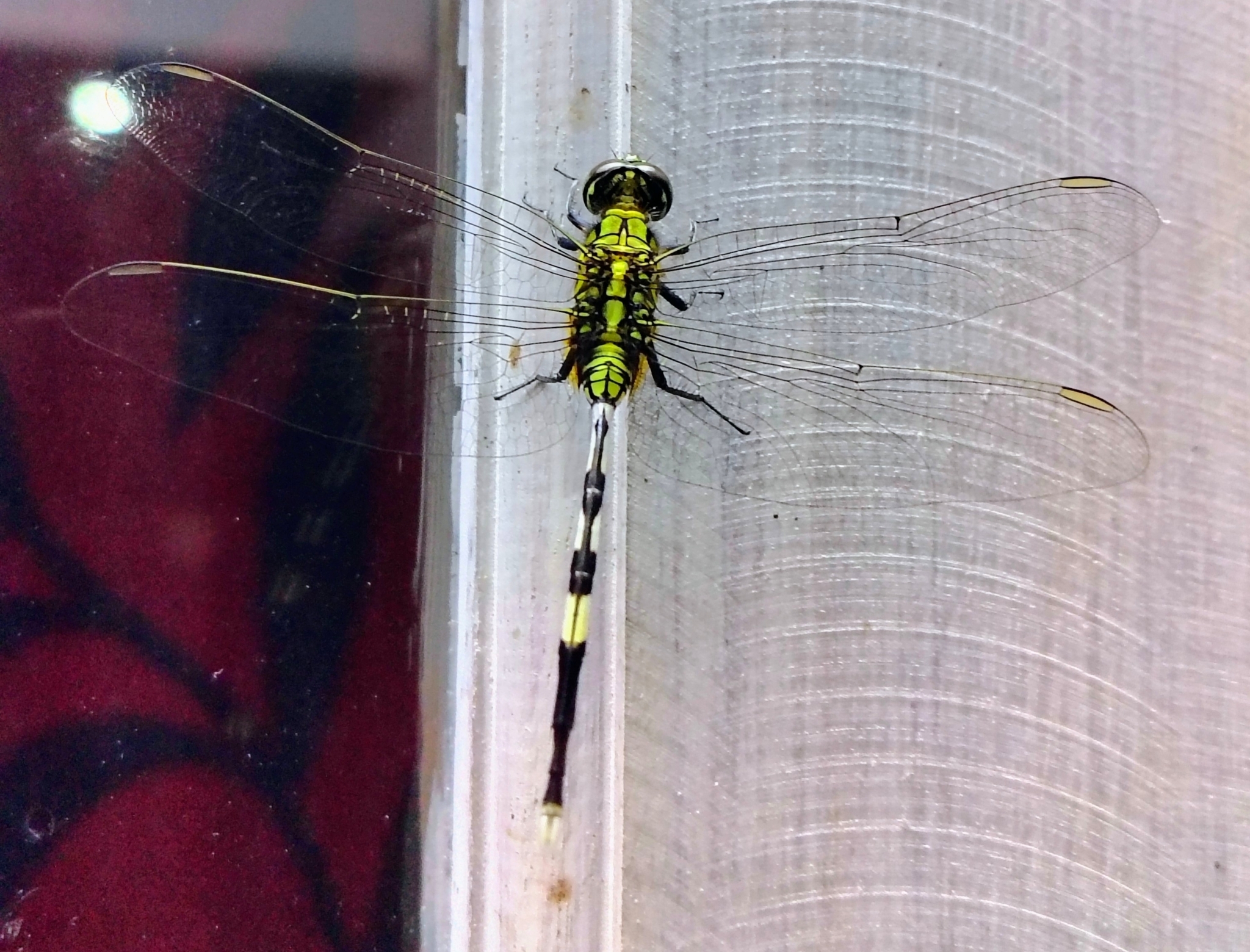 Slender Skimmer