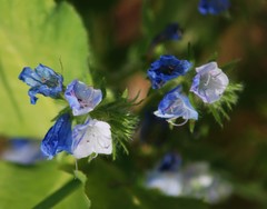 Echium parviflorum
