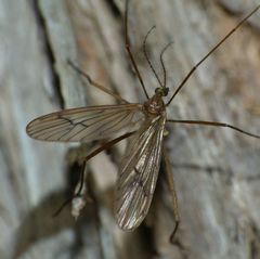 Amphineurus insulsus