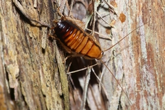 Celatoblatta undulivitta