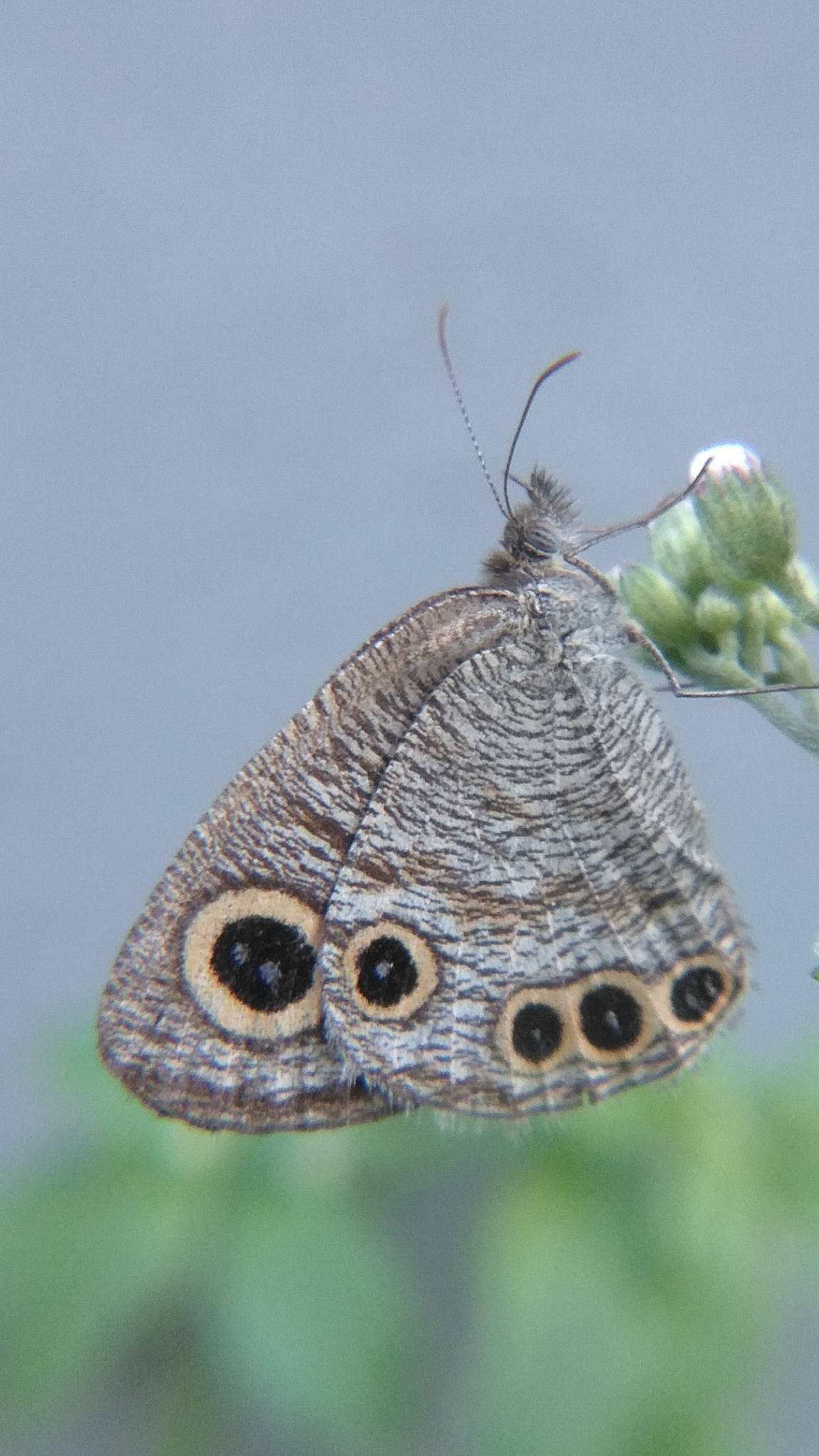 Common Four-Ring