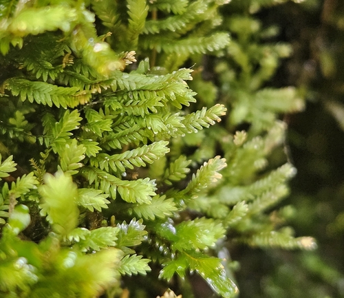 Purple-stalked Pocket-moss