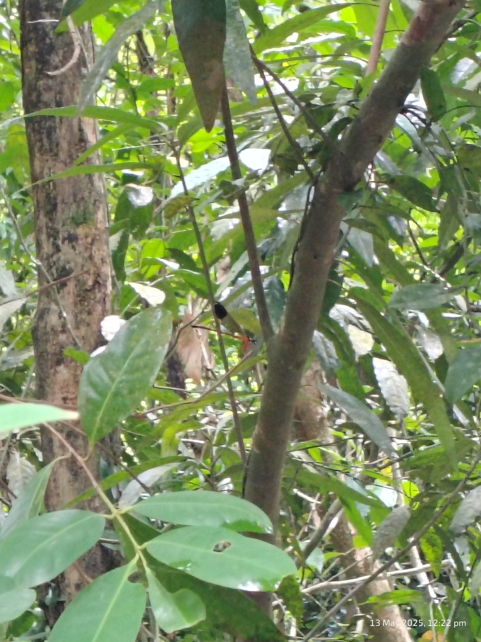 Malabar Satinwing