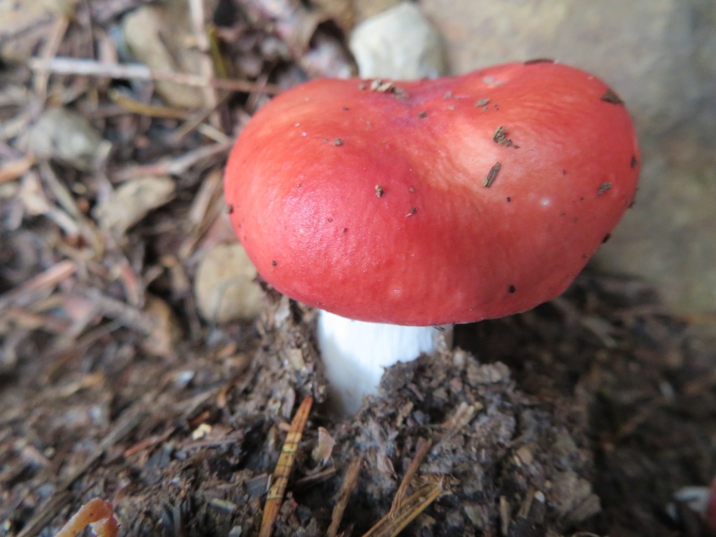 Russula · September 2019 · photo: © belvedere04 (iNaturalist, cc-by-nc)