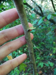 Crataegus monogyna
