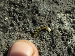Anisotome flexuosa