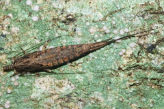 Nesomachilis