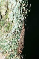 Nesomachilis