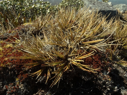 Chionochloa crassiuscula