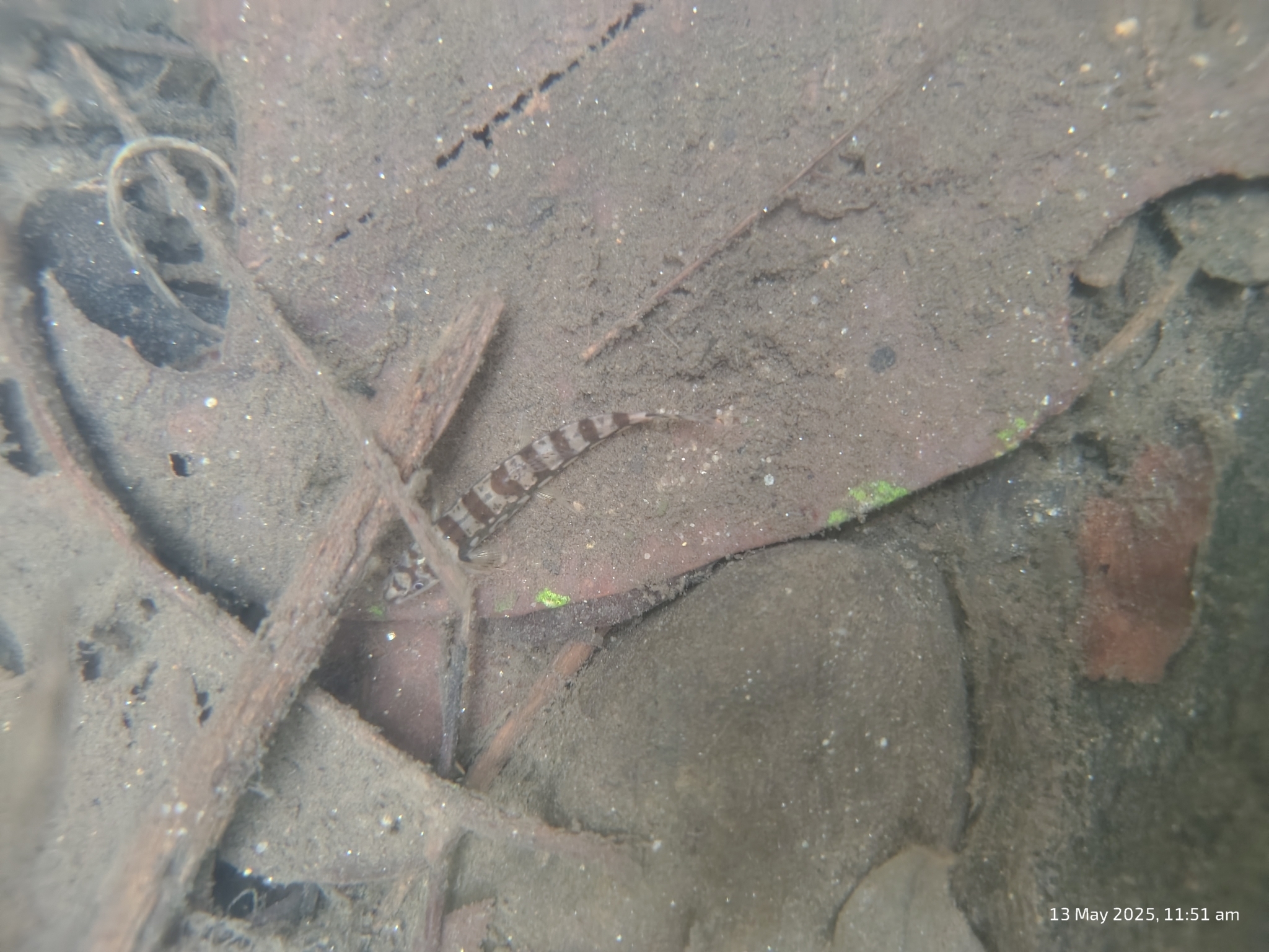 Gunther's Loach