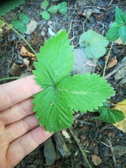 Fragaria vesca
