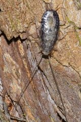 Parellipsidion latipenne