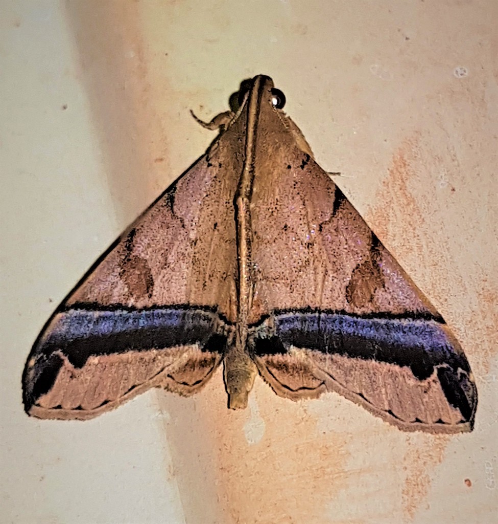 Mastixis polybealis