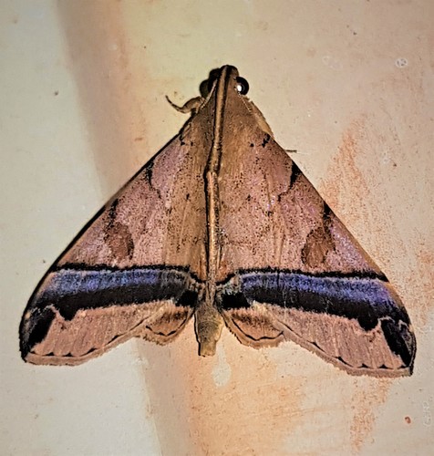 Mastixis polybealis