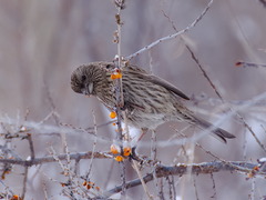 Carpodacus rhodochlamys