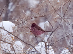 Carpodacus rhodochlamys