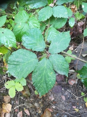 Rubus