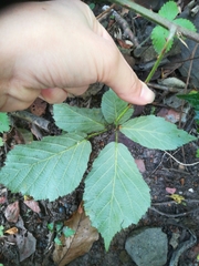 Rubus