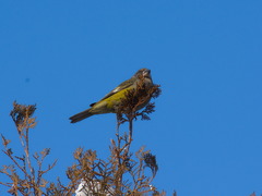 Mycerobas carnipes