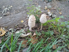 Coprinus comatus