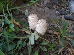 Coprinus comatus