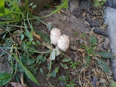 Coprinus comatus