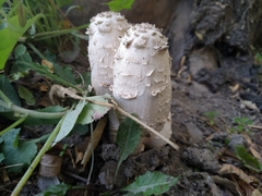 Coprinus comatus