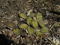 Brachyglottis bellidioides