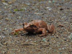 Tago's Brown Frog photo 2