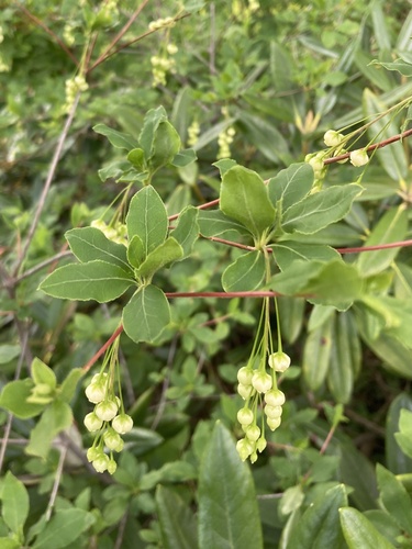 Enkianthus subsessilis iNat (2)