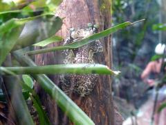 Trachycephalus resinifictrix