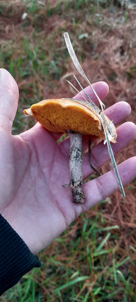 Suillus salmonicolor · June 2025 · photo: © rafaperazzolo (iNaturalist, cc-by)